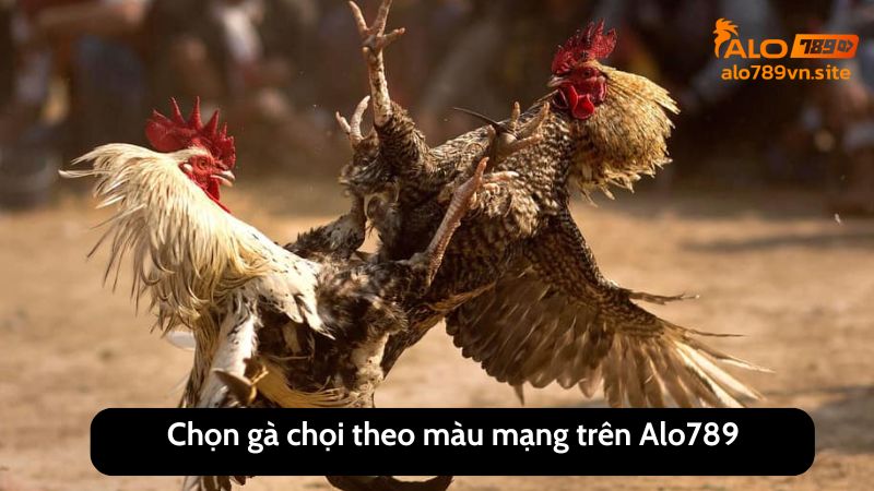 Chọn gà chọi theo màu mạng trên ALO789