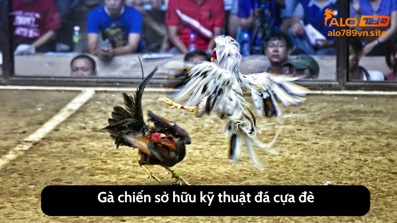 Gà chiến sở hữu kỹ thuật đá cựa đè