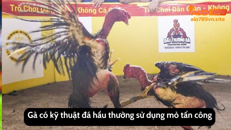 Gà có kỹ thuật đá hầu thường sử dụng mỏ tấn công