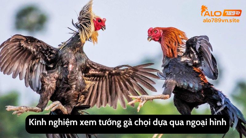 Kinh nghiệm xem tướng gà chọi trên ALO789 dựa vào ngoại hình