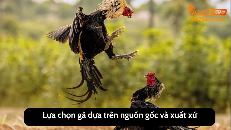 Lựa chọn gà dựa trên nguồn gốc và xuất xứ