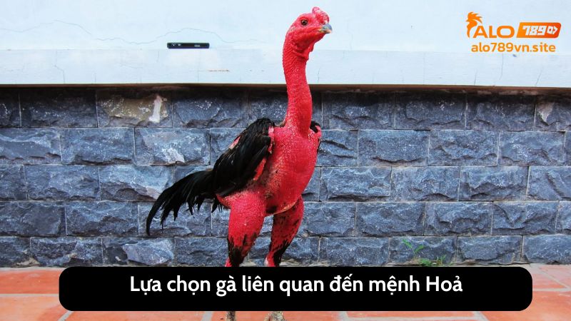 Lựa chọn gà liên quan đến mệnh Hoả