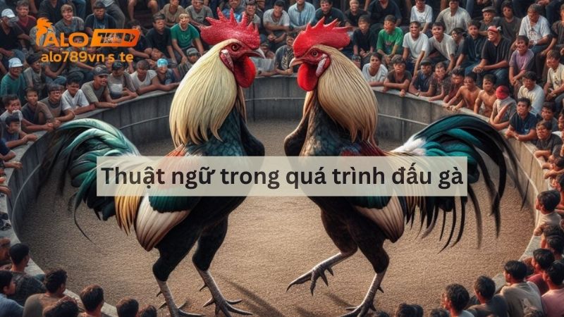 Thuật ngữ trong quá trình đấu gà