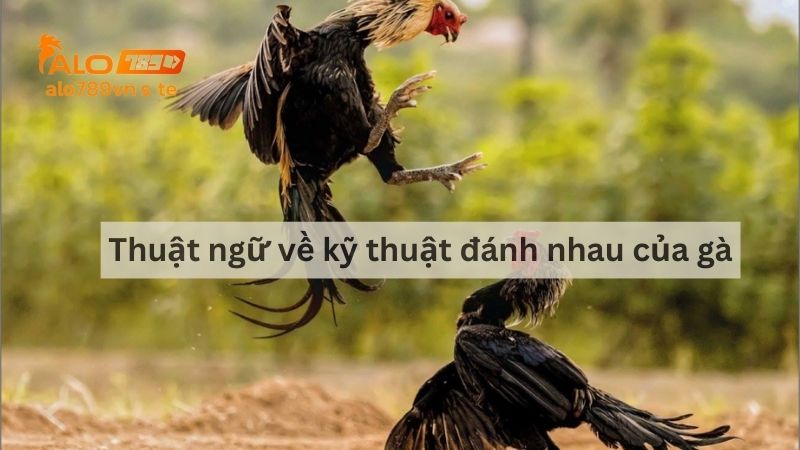 Thuật ngữ về kỹ thuật đánh nhau của gà