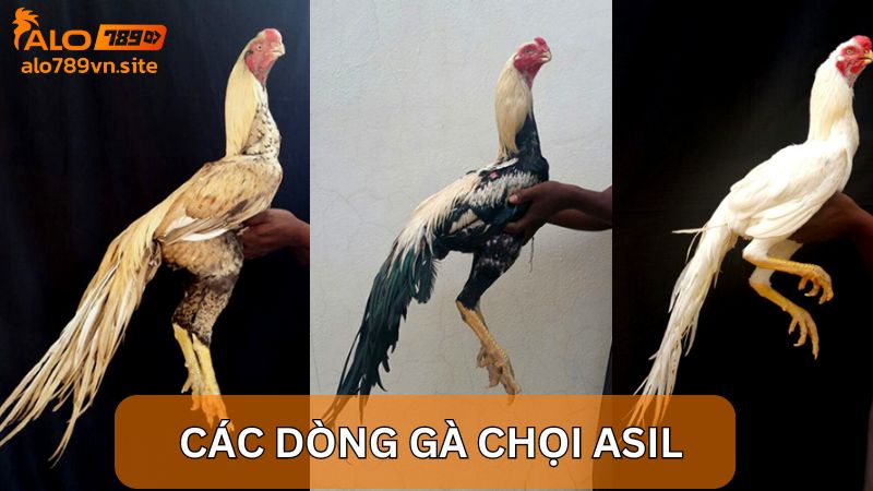 Các dòng gà chọi Asil phổ biến