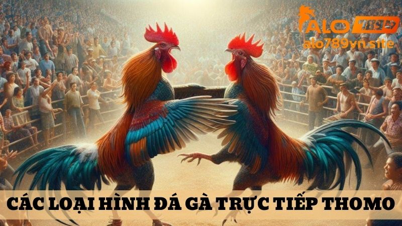 Các loại hình đá gà trực tiếp Thomo tại ALO789