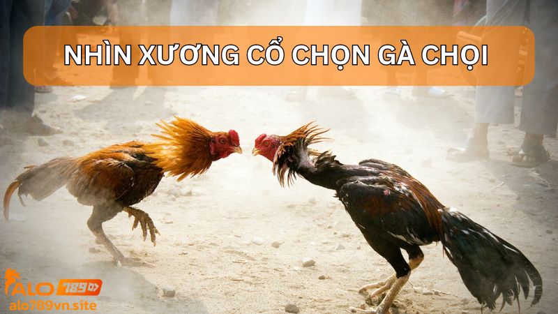 Cách chọn gà chọi đá hay trên ALO789 dựa vào xương cổ