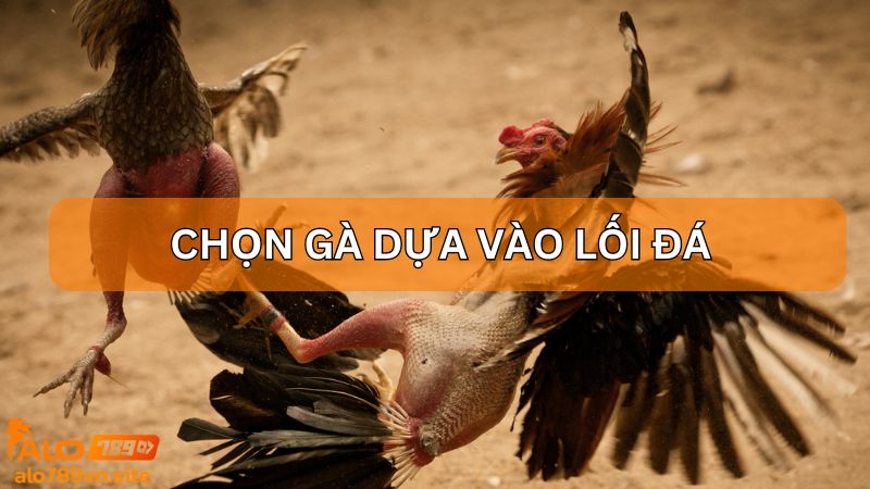 Cách chọn gà chọi đá hay trên ALO789 theo lối đá “Gà quần"