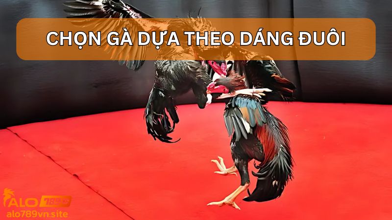 Cách chọn gà đá hay dựa theo dáng đuôi