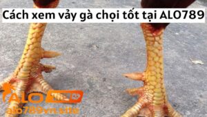 Hướng dẫn xem vảy gà chọi trên ALO789