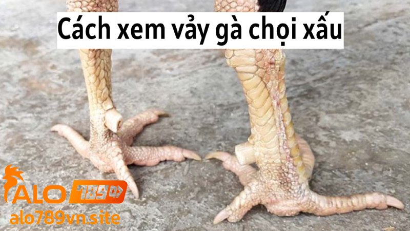 Cách xem vảy gà chọi xấu nên tránh