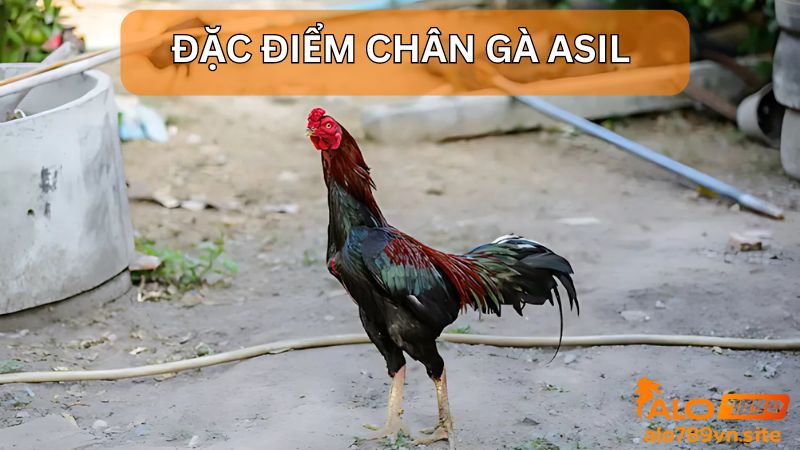 Chân gà Asil có đặc điểm gì?