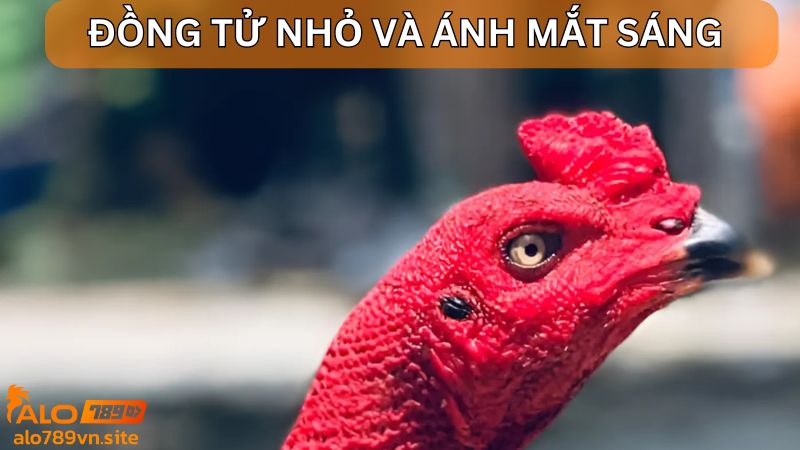 Chọn chiến kê có đồng tử nhỏ và ánh mắt sáng