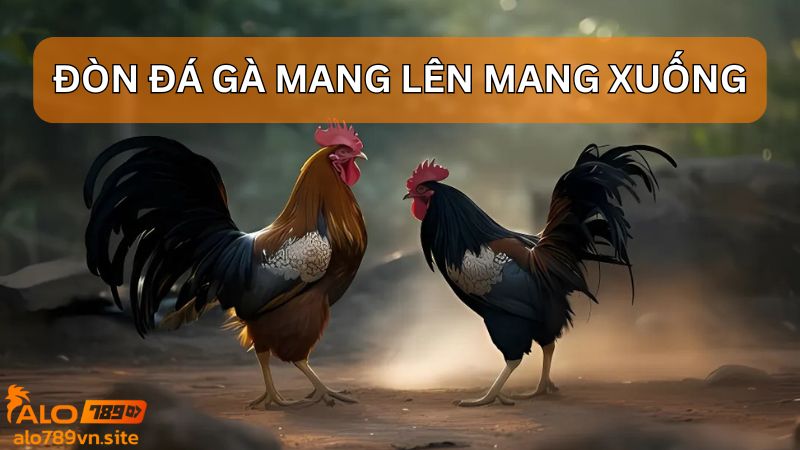 Đòn đá gà mang lên mang xuống