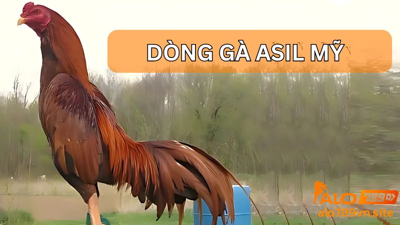 Gà Asil Mỹ nổi tiếng với sức đá bền bỉ