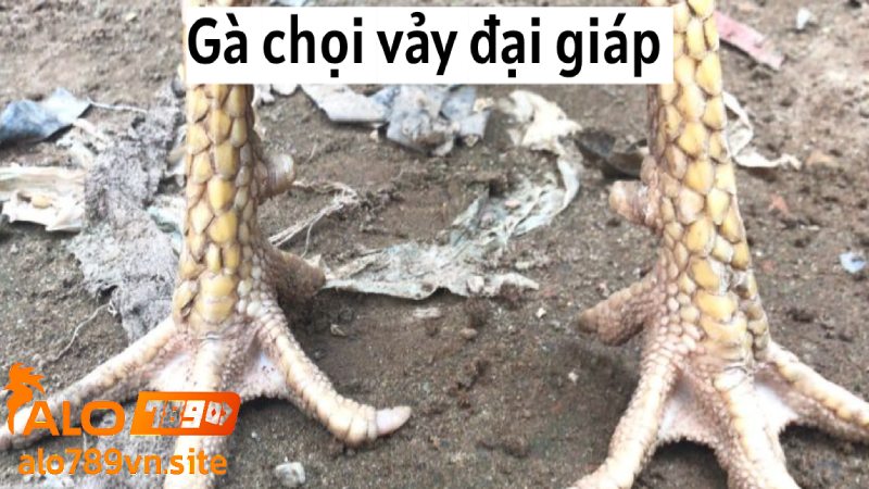 Gà chọi vảy đại giáp là chiến kê tài cao hiếm thấy