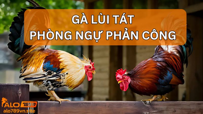 Gà lùi tát - đòn đá phòng ngự phản công