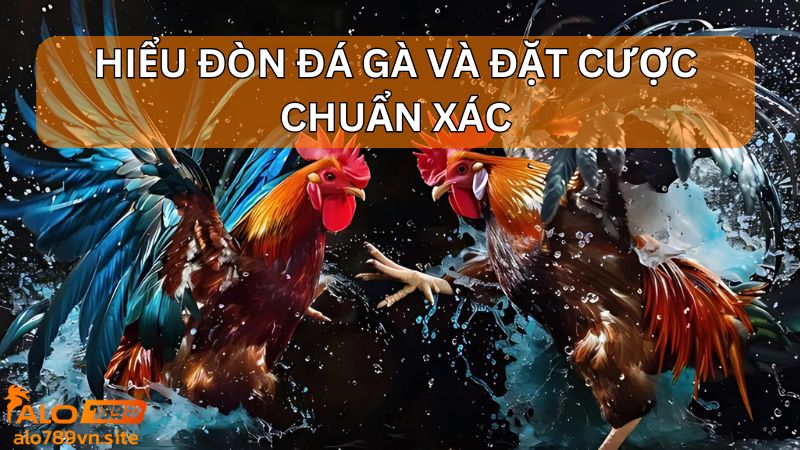 Hiểu đòn đá gà và đặt cược chuẩn xác