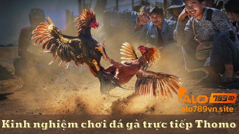 Kinh nghiệm chơi đá gà trực tiếp Thomo trên ALO789 chắc thắng