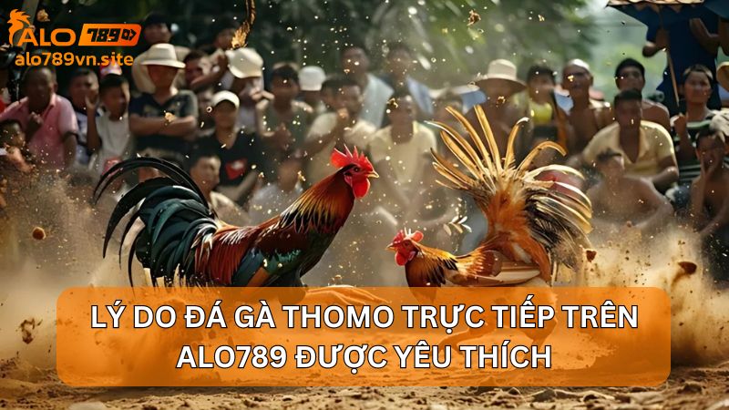 Lý do đá gà Thomo trực tiếp trên ALO789 được yêu thích