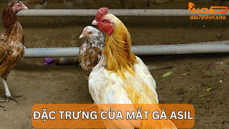 Mắt gà Asil có đặc trưng là màu ngọc trai