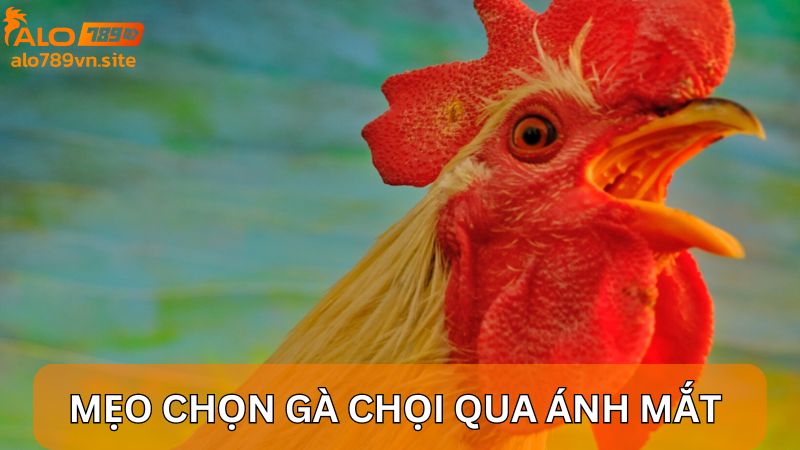 Mẹo chọn gà chọi qua ánh mắt