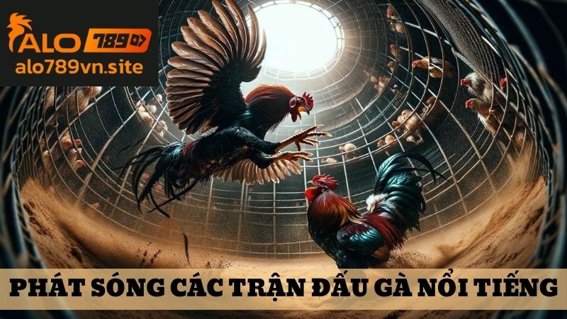 Nhà cái phát trực tiếp đấu gà từ những địa điểm nổi tiếng