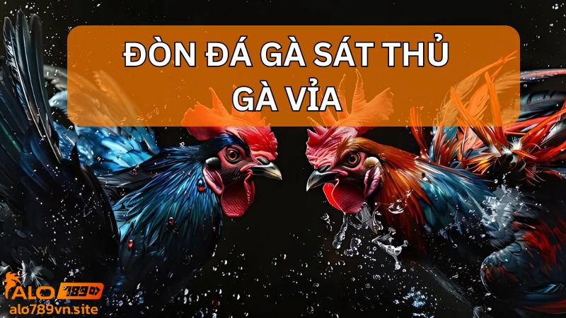 Phân tích đòn đá gà sát thủ - Gà vỉa