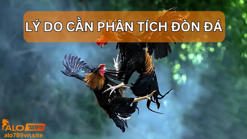 Phân tích đòn đánh để biết điểm mạnh và yếu của gà