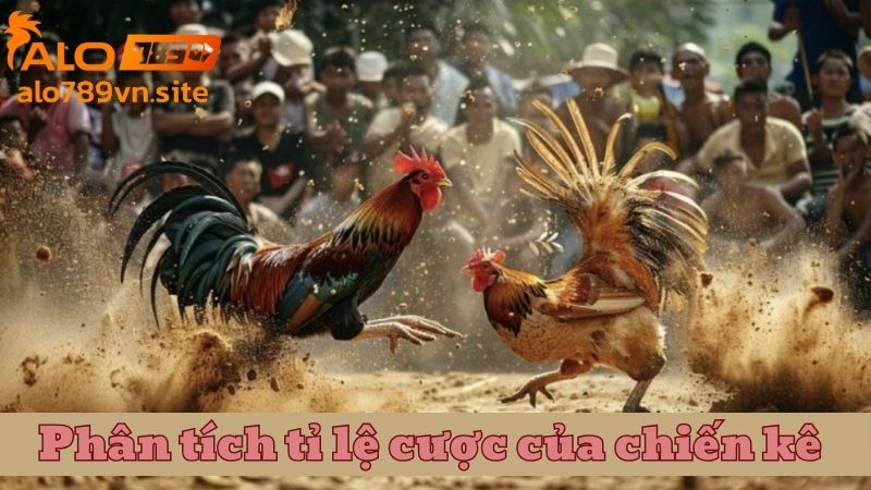 Phân tích tỉ lệ cược của chiến kê