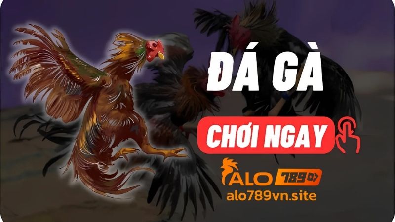 Sảnh đá gà nổi bật và được người chơi đánh giá cao nhất tại nhà cái