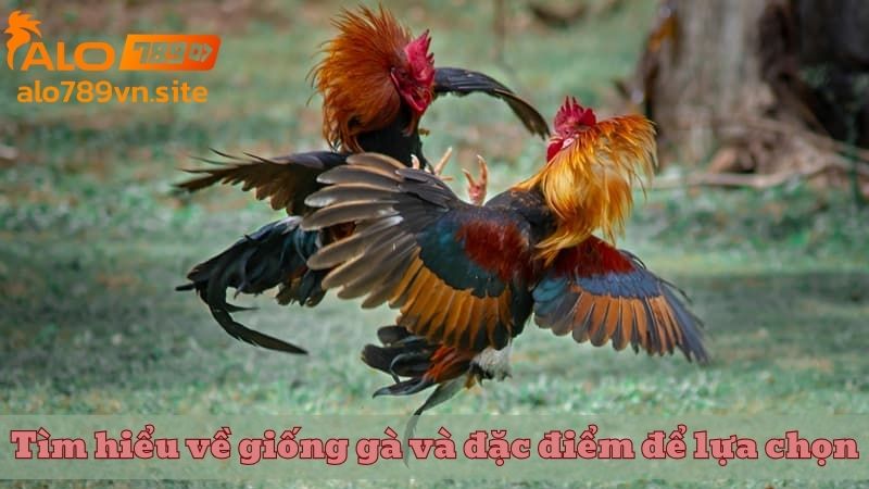 Tìm hiểu về giống gà và đặc điểm để lựa chọn