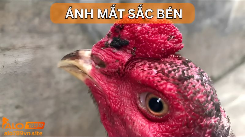 Ưu tiên gà có ánh mắt sắc bén 